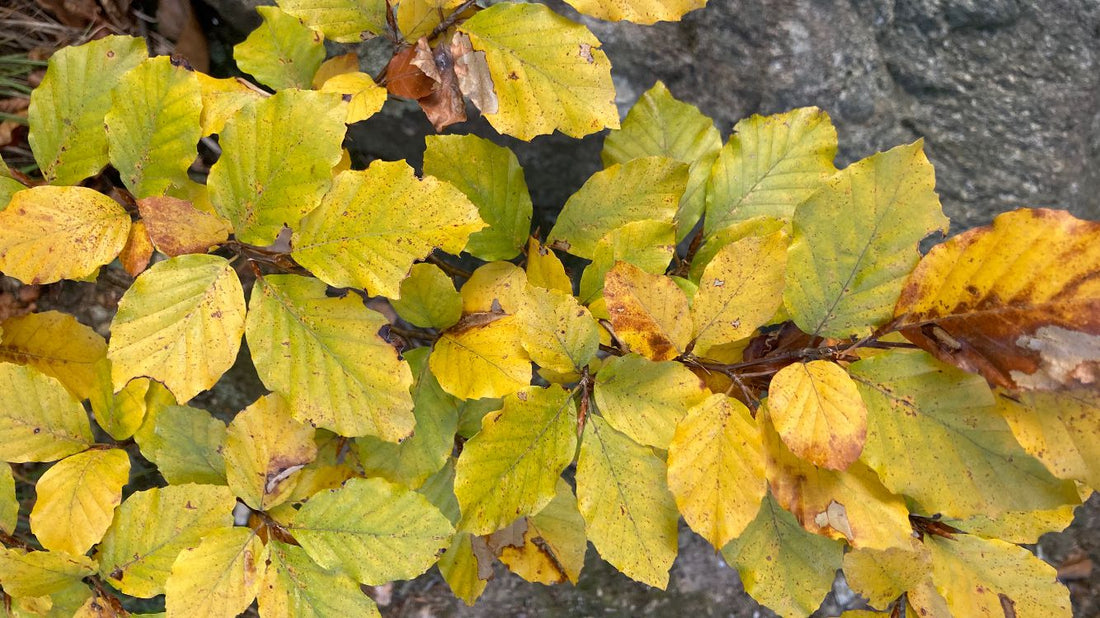 Selvatica: ceramiche nate dal sottobosco